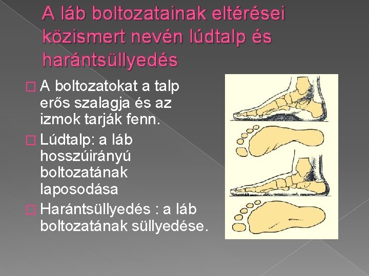 A láb boltozatainak eltérései közismert nevén lúdtalp és harántsüllyedés �A boltozatokat a talp erős