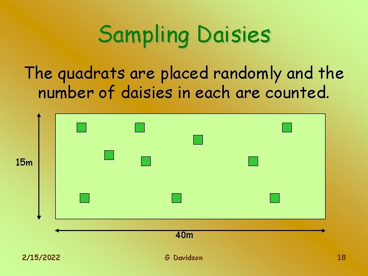 Sampling Daisies The quadrats are placed randomly and the number of daisies in each