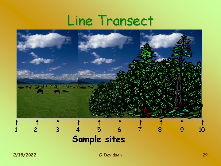 Line Transect 1 2 2/15/2022 3 4 5 6 Sample sites G Davidson 7