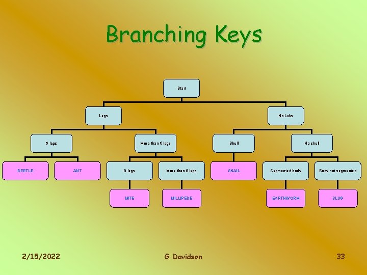 Branching Keys Start Legs No Leks 6 legs BEETLE 2/15/2022 ANT No shell Shell