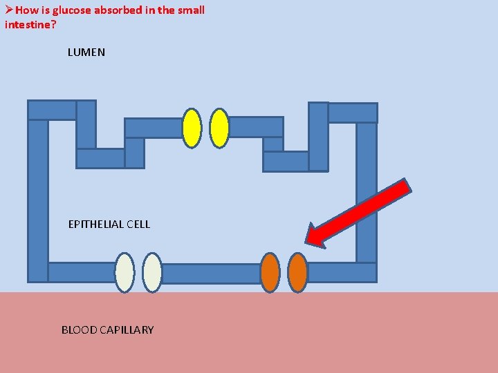 ØHow is glucose absorbed in the small intestine? LUMEN EPITHELIAL CELL BLOOD CAPILLARY 