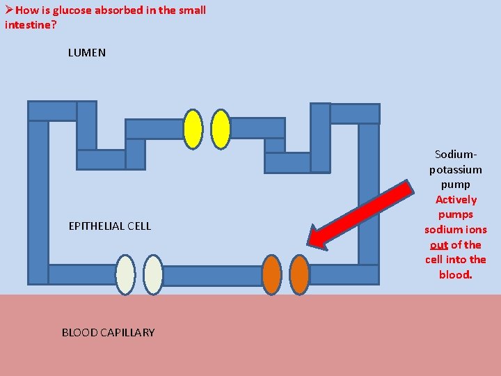 ØHow is glucose absorbed in the small intestine? LUMEN EPITHELIAL CELL BLOOD CAPILLARY Sodiumpotassium