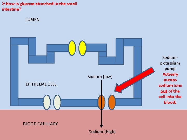 ØHow is glucose absorbed in the small intestine? LUMEN Sodium (low) EPITHELIAL CELL BLOOD
