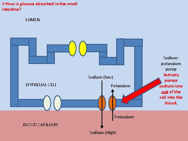 ØHow is glucose absorbed in the small intestine? LUMEN Sodium (low) EPITHELIAL CELL Potassium