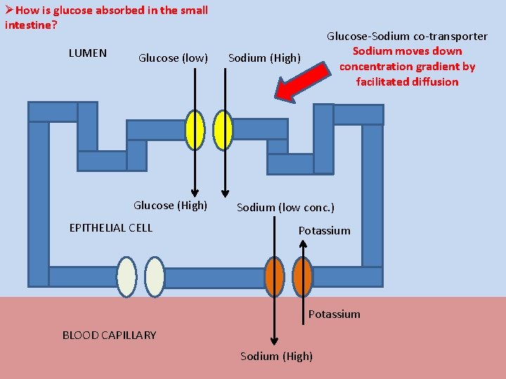 ØHow is glucose absorbed in the small intestine? LUMEN Glucose (low) Glucose (High) EPITHELIAL