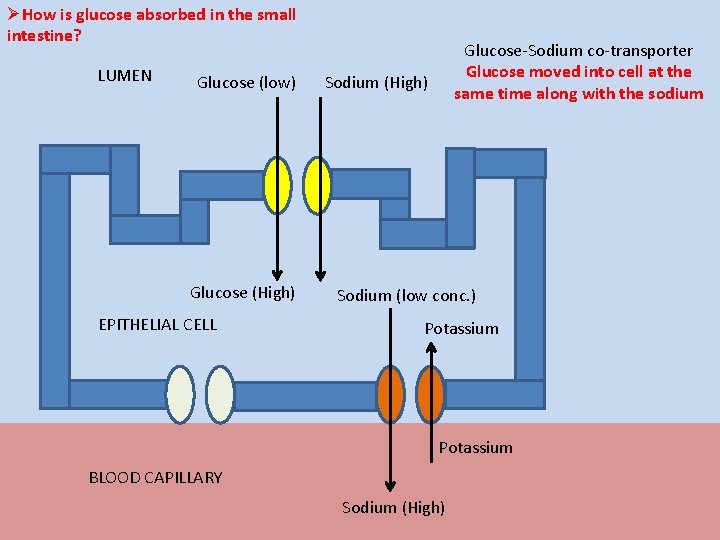 ØHow is glucose absorbed in the small intestine? LUMEN Glucose (low) Glucose (High) EPITHELIAL