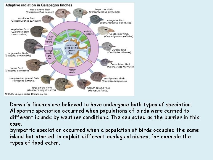 Darwin’s finches are believed to have undergone both types of speciation. Allopatric speciation occurred