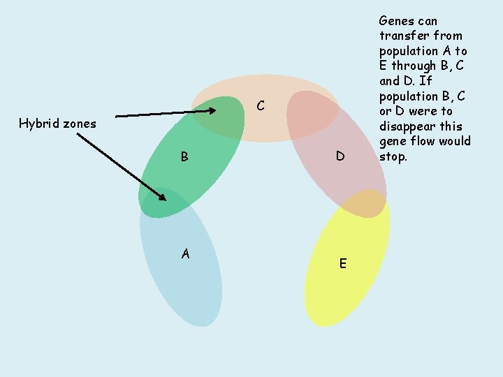 C Hybrid zones B A D E Genes can transfer from population A to