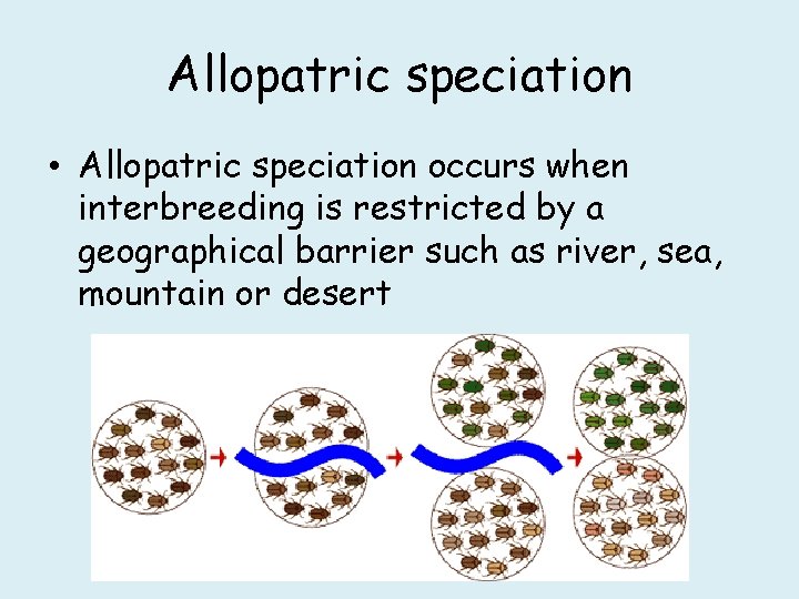 Allopatric speciation • Allopatric speciation occurs when interbreeding is restricted by a geographical barrier