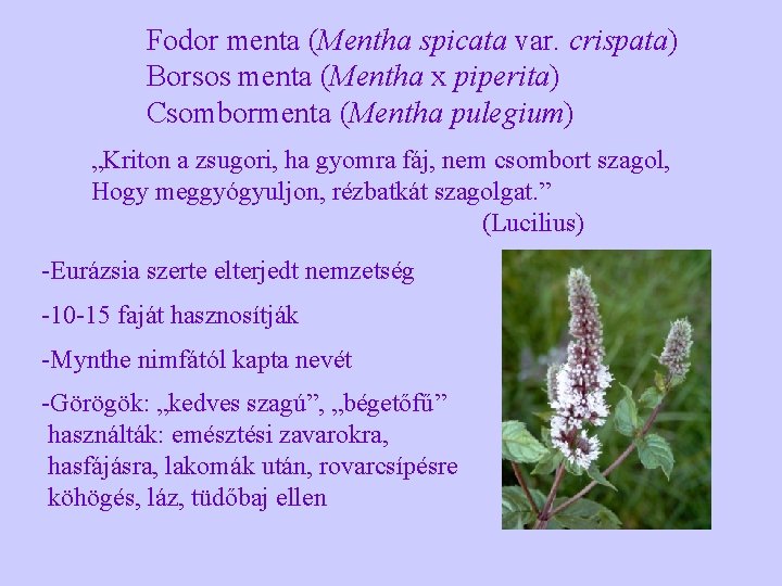 Fodor menta (Mentha spicata var. crispata) Borsos menta (Mentha x piperita) Csombormenta (Mentha pulegium)