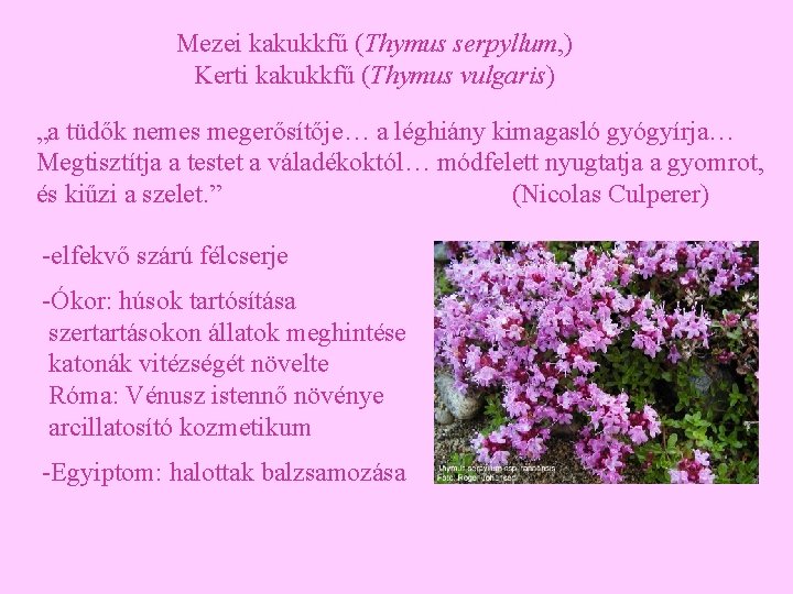 Mezei kakukkfű (Thymus serpyllum, ) Kerti kakukkfű (Thymus vulgaris) „a tüdők nemes megerősítője… a