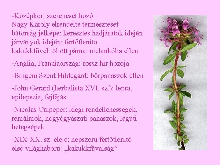 -Középkor: szerencsét hozó Nagy Károly elrendelte termesztését bátorság jelképe: keresztes hadjáratok idején járványok idején: