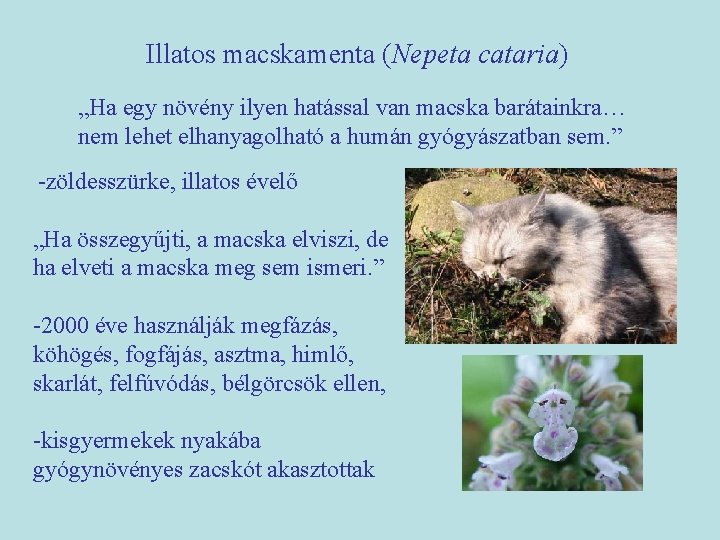 Illatos macskamenta (Nepeta cataria) „Ha egy növény ilyen hatással van macska barátainkra… nem lehet