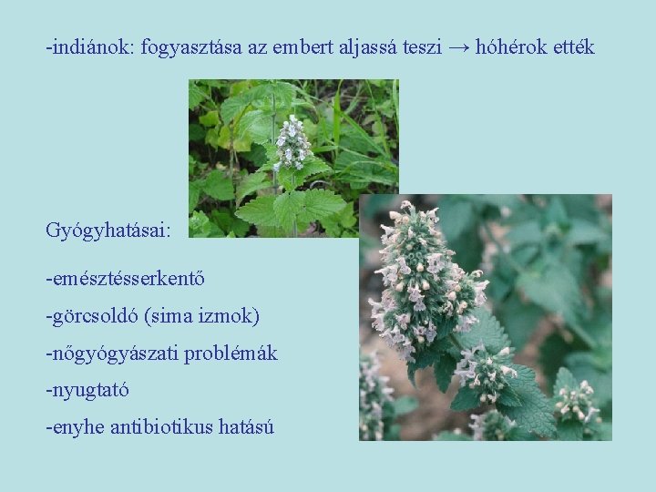 -indiánok: fogyasztása az embert aljassá teszi → hóhérok ették Gyógyhatásai: -emésztésserkentő -görcsoldó (sima izmok)