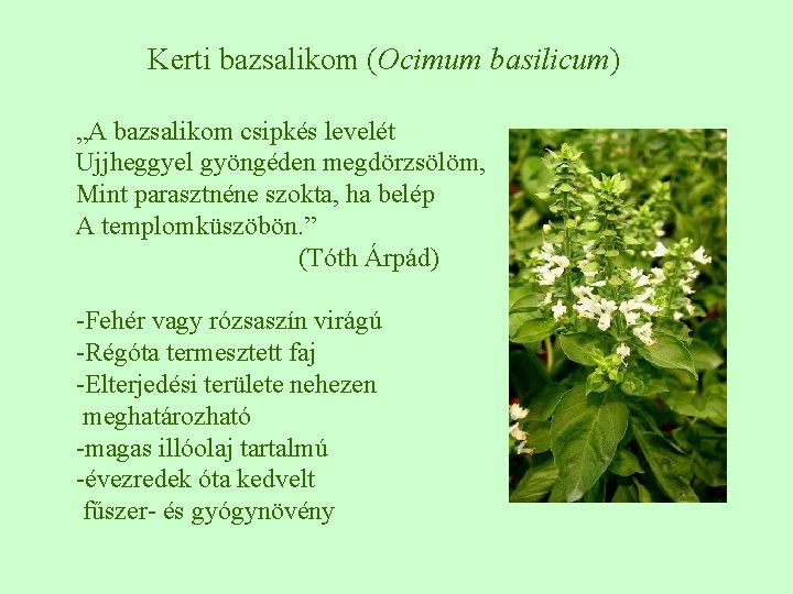 Kerti bazsalikom (Ocimum basilicum) „A bazsalikom csipkés levelét Ujjheggyel gyöngéden megdörzsölöm, Mint parasztnéne szokta,