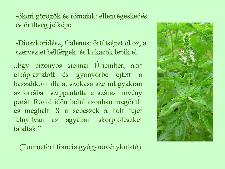 -ókori görögök és rómaiak: ellenségeskedés és őrültség jelképe -Dioszkoridész, Galenus: őrültséget okoz, a szerveztet