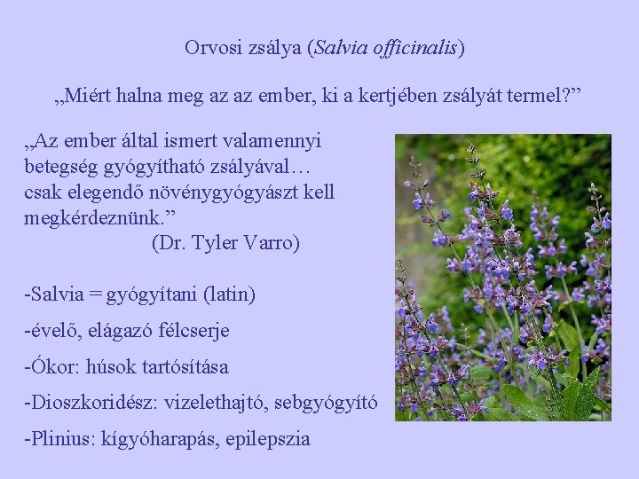 Orvosi zsálya (Salvia officinalis) „Miért halna meg az az ember, ki a kertjében zsályát