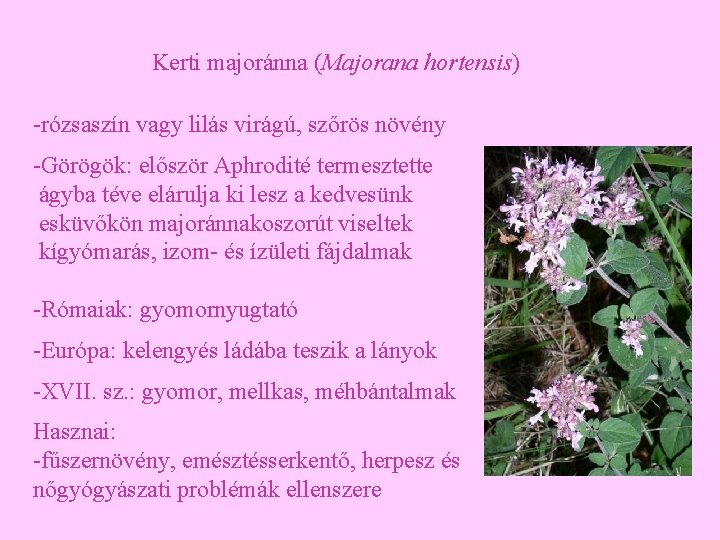 Kerti majoránna (Majorana hortensis) -rózsaszín vagy lilás virágú, szőrös növény -Görögök: először Aphrodité termesztette