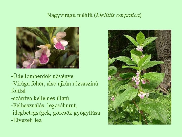 Nagyvirágú méhfű (Melittis carpatica) -Üde lomberdők növénye -Virága fehér, alsó ajkán rózsaszínű folttal -szárítva