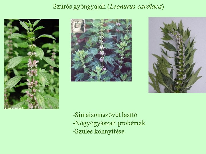 Szúrós gyöngyajak (Leonurus cardiaca) -Simaizomszövet lazító -Nőgyógyászati probémák -Szülés könnyítése 