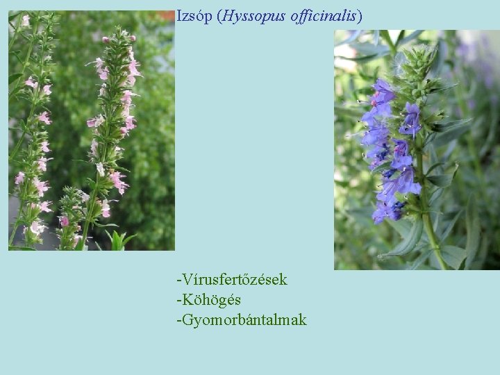 Izsóp (Hyssopus officinalis) -Vírusfertőzések -Köhögés -Gyomorbántalmak 