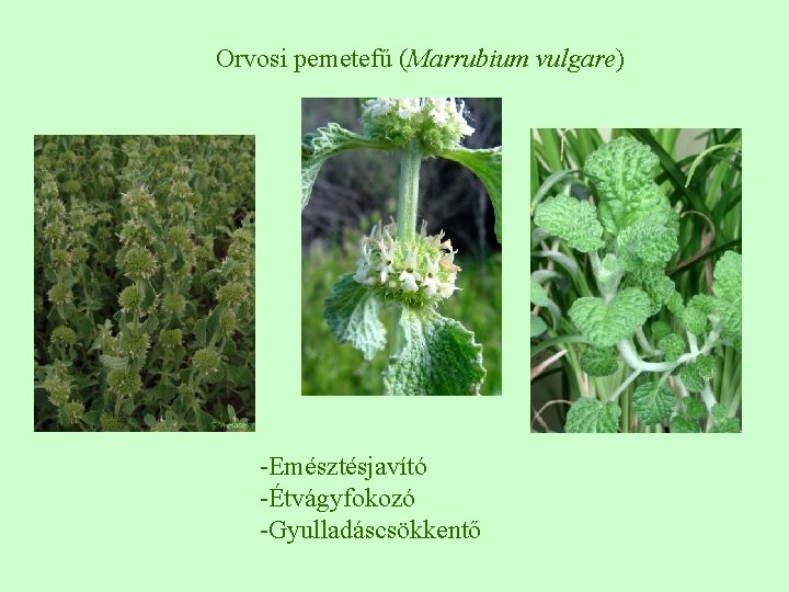 Orvosi pemetefű (Marrubium vulgare) -Emésztésjavító -Étvágyfokozó -Gyulladáscsökkentő 