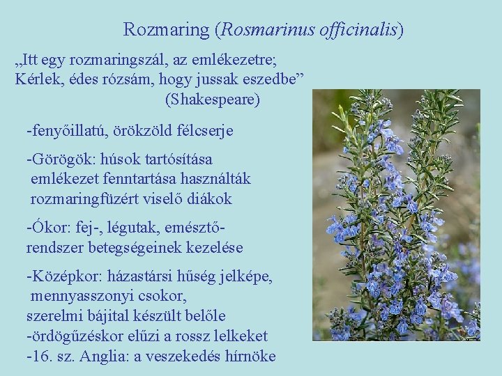 Rozmaring (Rosmarinus officinalis) „Itt egy rozmaringszál, az emlékezetre; Kérlek, édes rózsám, hogy jussak eszedbe”