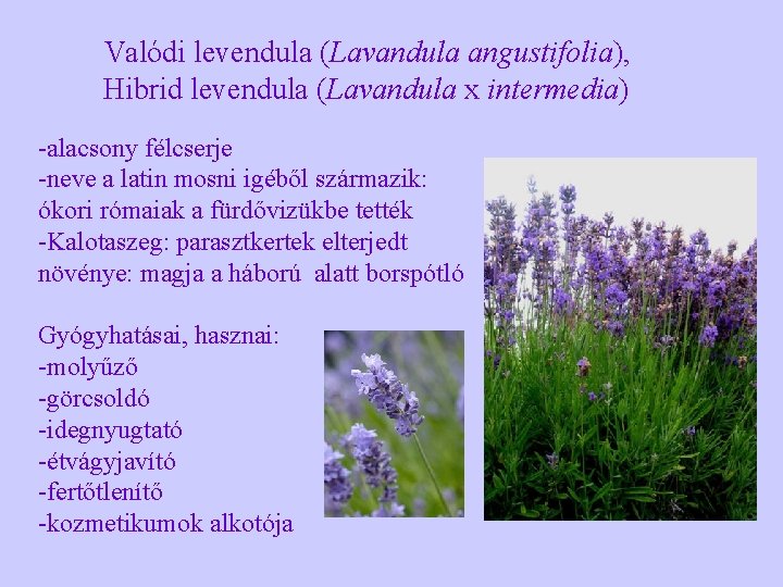 Valódi levendula (Lavandula angustifolia), Hibrid levendula (Lavandula x intermedia) -alacsony félcserje -neve a latin