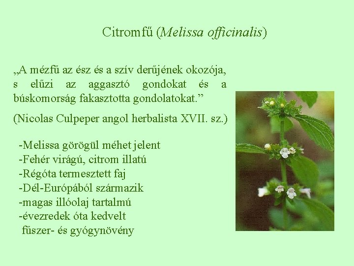 Citromfű (Melissa officinalis) „A mézfű az és a szív derűjének okozója, s elűzi az