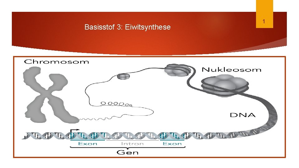 Basisstof 3: Eiwitsynthese 1 