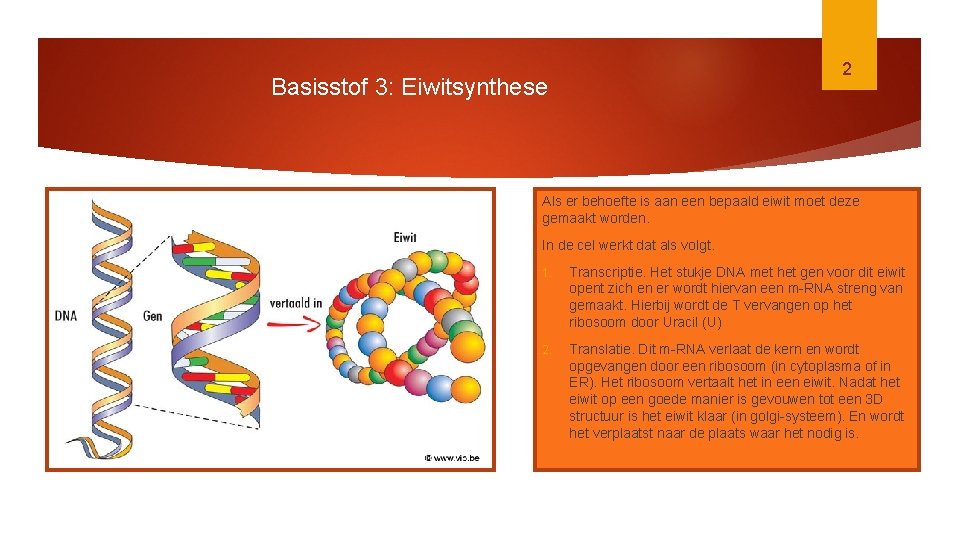 2 Basisstof 3: Eiwitsynthese Als er behoefte is aan een bepaald eiwit moet deze