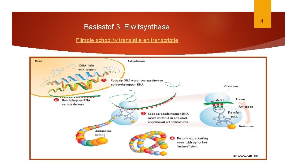 Basisstof 3: Eiwitsynthese Filmpje school tv translatie en transcriptie 4 