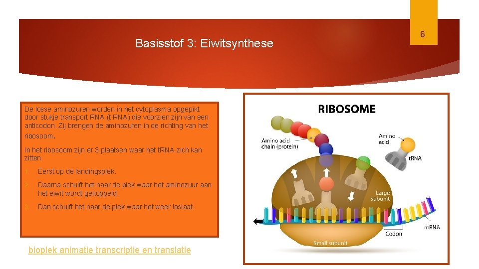 Basisstof 3: Eiwitsynthese De losse aminozuren worden in het cytoplasma opgepikt door stukje transport