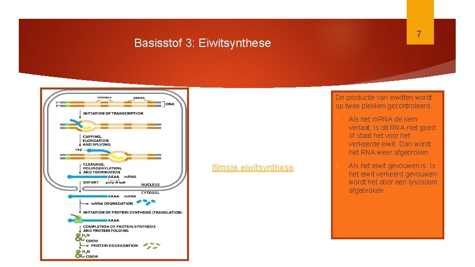 7 Basisstof 3: Eiwitsynthese De productie van eiwitten wordt op twee plekken gecontroleerd. filmpje