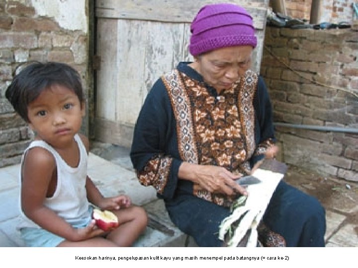 Keesokan harinya, pengelupasan kulit kayu yang masih menempel pada batangnya (= cara ke-2) 