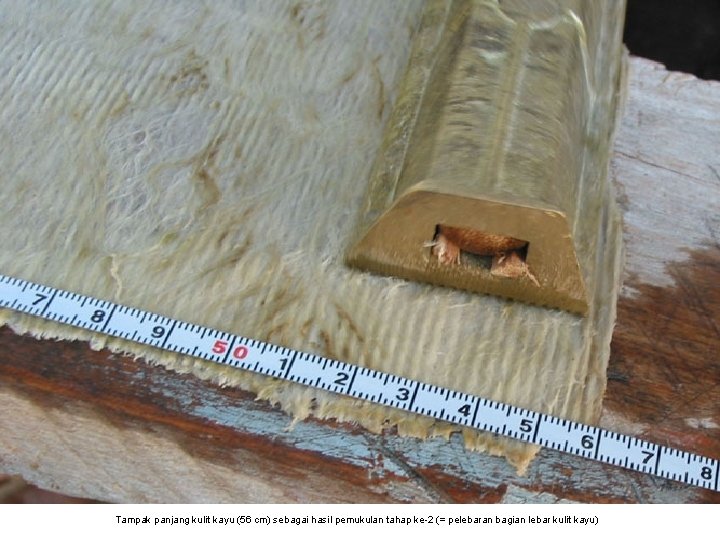 Tampak panjang kulit kayu (56 cm) sebagai hasil pemukulan tahap ke-2 (= pelebaran bagian