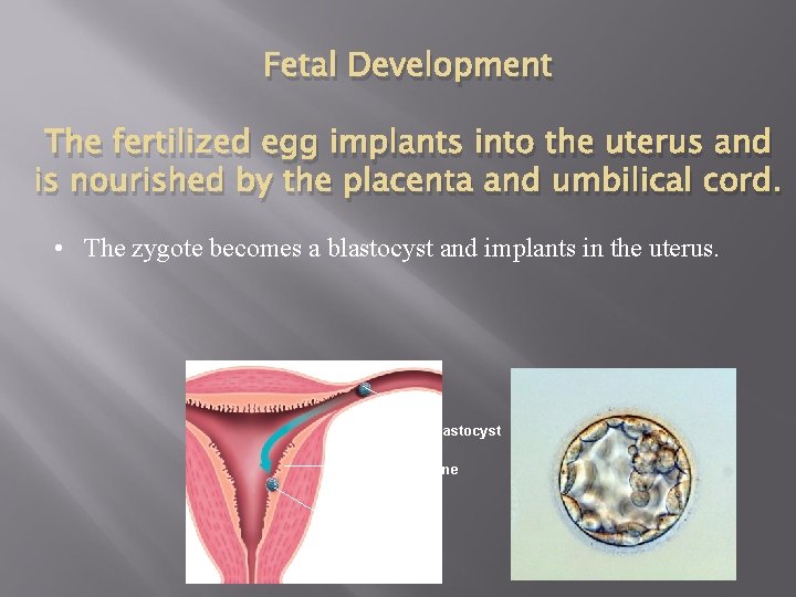 Fetal Development The fertilized egg implants into the uterus and is nourished by the