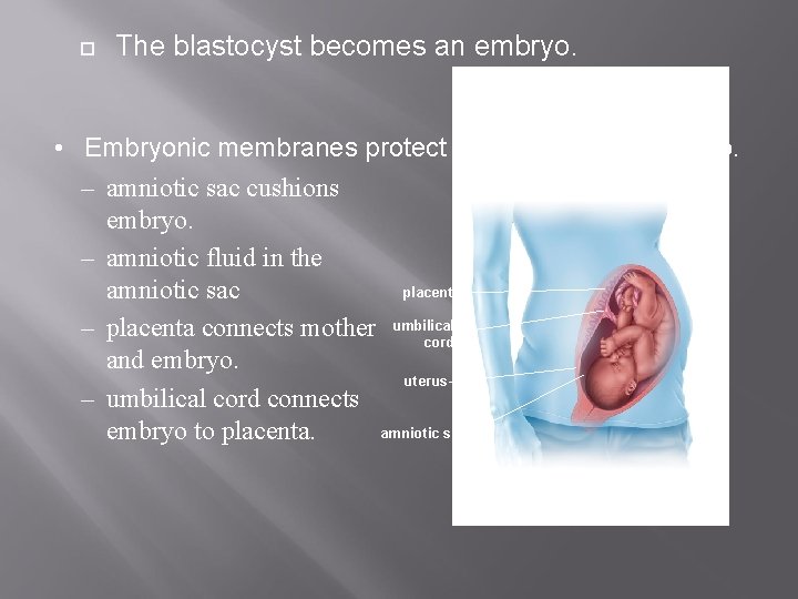  The blastocyst becomes an embryo. • Embryonic membranes protect and nourish the embryo.