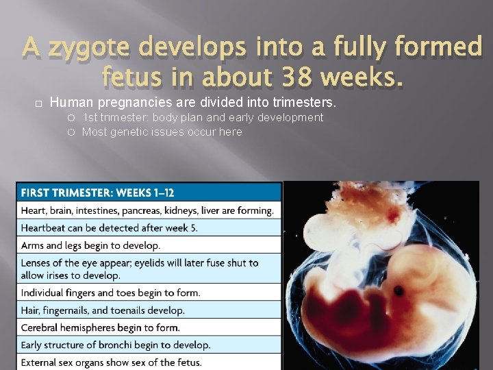 A zygote develops into a fully formed fetus in about 38 weeks. Human pregnancies