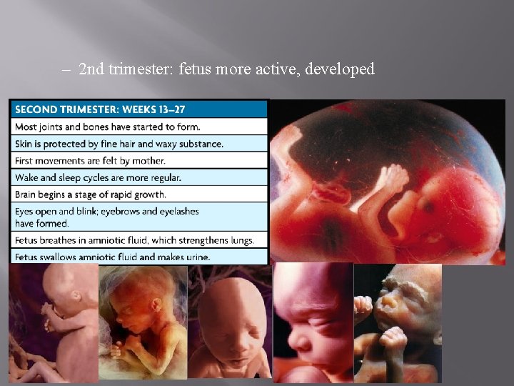– 2 nd trimester: fetus more active, developed 