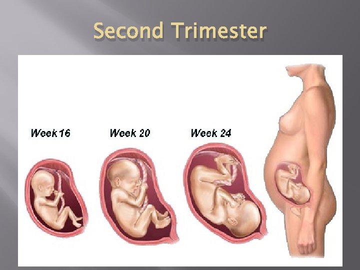Second Trimester 