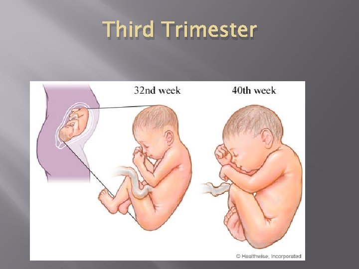 Third Trimester 