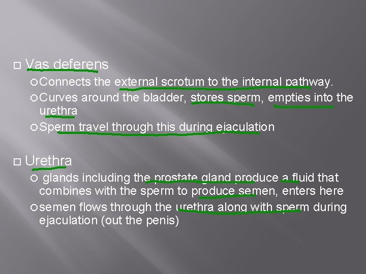  Vas deferens Connects the external scrotum to the internal pathway. Curves around the