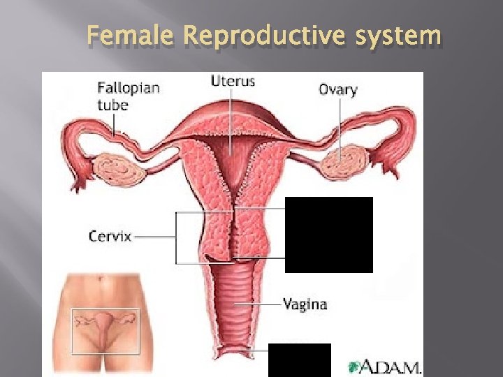 Female Reproductive system (oviduct) 