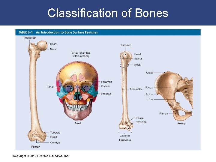 Classification of Bones Copyright © 2010 Pearson Education, Inc. 