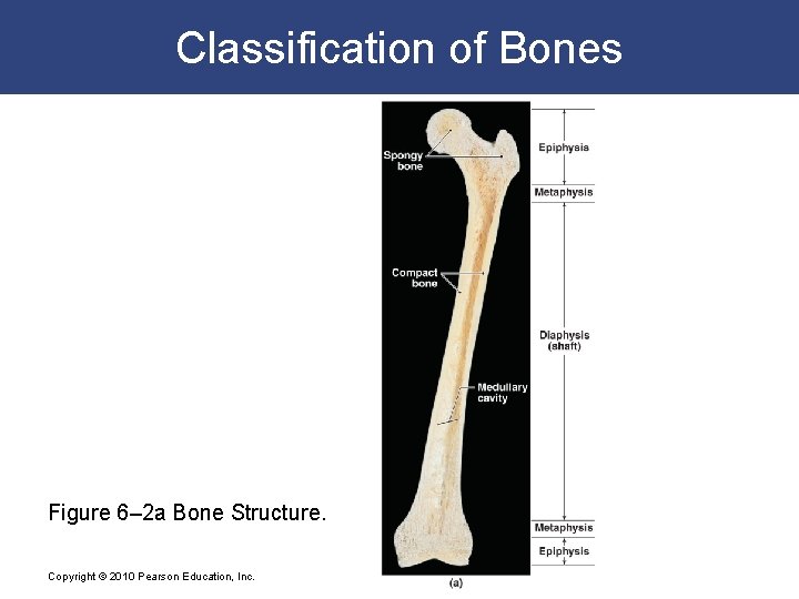 Classification of Bones Figure 6– 2 a Bone Structure. Copyright © 2010 Pearson Education,