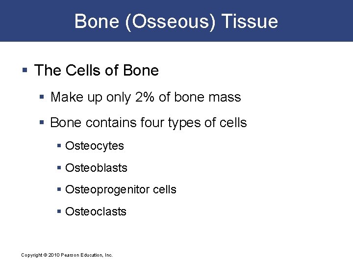 Bone (Osseous) Tissue § The Cells of Bone § Make up only 2% of