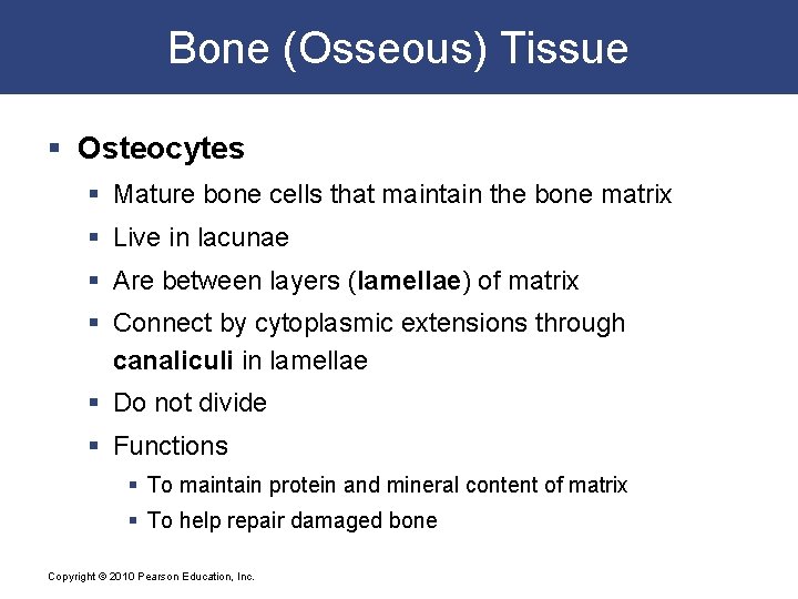 Bone (Osseous) Tissue § Osteocytes § Mature bone cells that maintain the bone matrix