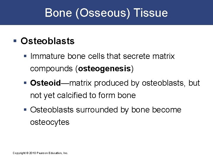 Bone (Osseous) Tissue § Osteoblasts § Immature bone cells that secrete matrix compounds (osteogenesis)