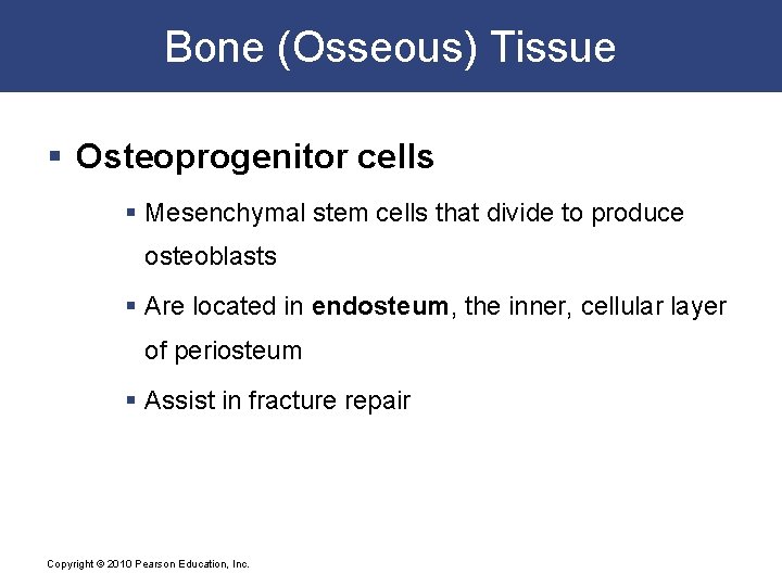 Bone (Osseous) Tissue § Osteoprogenitor cells § Mesenchymal stem cells that divide to produce